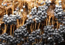 Attēlu rezultāti vaicājumam “Badhamia utricularis young”