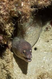 Image result for Gymnothorax vicinus
