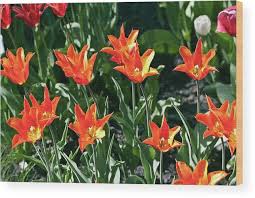 Attēlu rezultāti vaicājumam “Tulipa gesneriana”