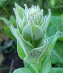 Attēlu rezultāti vaicājumam “Verbascum thapsus bud”