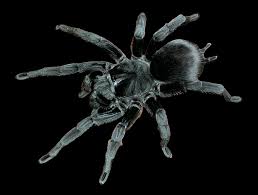 Attēlu rezultāti vaicājumam “Comatricha pulchella macro”