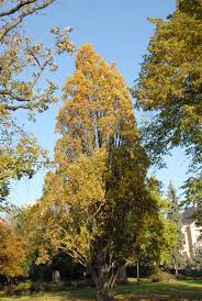 Attēlu rezultāti vaicājumam “Quercus robur Fastigiata”