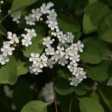Attēlu rezultāti vaicājumam “Cotoneaster multiflorus leaf”