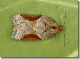 Attēlu rezultāti vaicājumam “Acleris laterana”