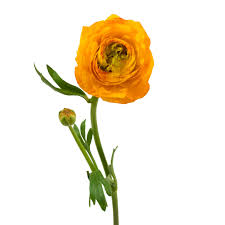 Attēlu rezultāti vaicājumam “Ranunculus mendax flower”