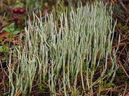 Attēlu rezultāti vaicājumam “Cladonia cornuta”