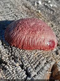 Attēlu rezultāti vaicājumam “Symphytocarpus flaccidus stalked”