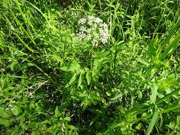 Attēlu rezultāti vaicājumam “Sium latifolium”