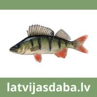 Attēlu rezultāti vaicājumam “Lycogala ustulatum”