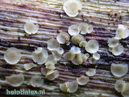 Attēlu rezultāti vaicājumam “Hyalorbilia inflatula”