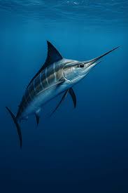 Image result for ikan