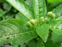 Attēlu rezultāti vaicājumam “Mercurialis perennis fruit”