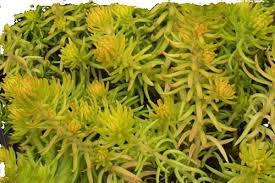 Attēlu rezultāti vaicājumam “Sedum aizoon fruit”