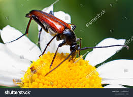Attēlu rezultāti vaicājumam “Stenocorus meridianus”