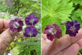 Attēlu rezultāti vaicājumam “Geranium bohemicum fruit”