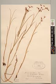 Attēlu rezultāti vaicājumam “Juncus articulatus”