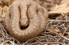 Attēlu rezultāti vaicājumam “Coronella austriaca adult”