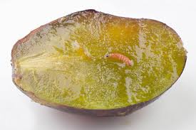 Attēlu rezultāti vaicājumam “Grapholita funebrana larva”