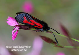 Attēlu rezultāti vaicājumam “Zygaena minos”
