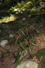 Attēlu rezultāti vaicājumam “Luzula luzuloides fruit”