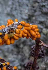 Attēlu rezultāti vaicājumam “Leocarpus fragilis young”