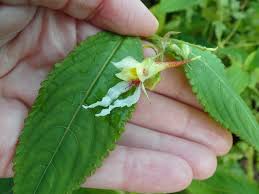 Attēlu rezultāti vaicājumam “Selinum carvifolia flower”