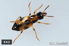 Attēlu rezultāti vaicājumam “Oxyporus”