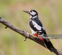Attēlu rezultāti vaicājumam “Dendrocopos major male”