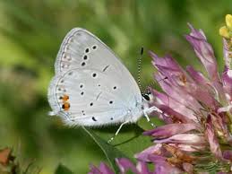 Attēlu rezultāti vaicājumam “Everes argiades underside”