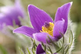 Image result for Kuhschelle