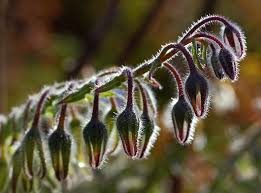 Attēlu rezultāti vaicājumam “Borago officinalis bud”