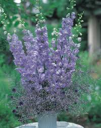 Attēlu rezultāti vaicājumam “Delphinium elatum  flower”
