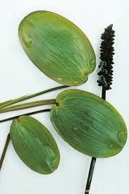 Attēlu rezultāti vaicājumam “Potamogeton natans leaf”