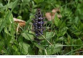 Attēlu rezultāti vaicājumam “Ajuga pyramidalis”