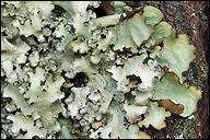 Attēlu rezultāti vaicājumam “Cetrelia sp.”