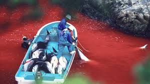 Image result for japan dolphin slaughter