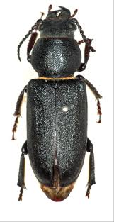 Attēlu rezultāti vaicājumam “Spondylis buprestoides”