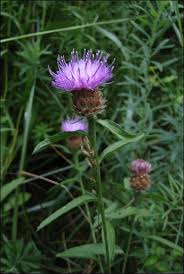 Image result for Centaurea nigra