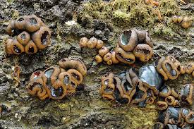 Attēlu rezultāti vaicājumam “Bulgaria inquinans”