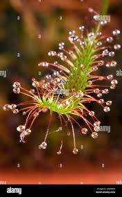 Attēlu rezultāti vaicājumam “Drosera anglica leaf”
