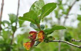 Attēlu rezultāti vaicājumam “Lonicera xylosteum flower”