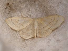 Attēlu rezultāti vaicājumam “Idaea straminata”