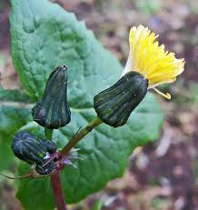 Attēlu rezultāti vaicājumam “Oenothera rubricauli bud”