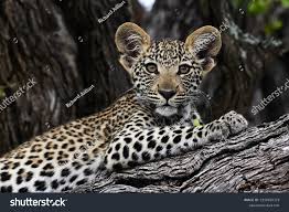 Attēlu rezultāti vaicājumam “Lycogala leopardinum young”