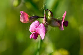 Attēlu rezultāti vaicājumam “Lathyrus sylvestris flower”
