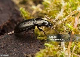 Attēlu rezultāti vaicājumam “Pterostichus oblongopunctatus”