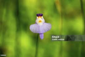 Attēlu rezultāti vaicājumam “Lentibulariaceae”