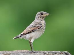 Attēlu rezultāti vaicājumam “Oenanthe oenanthe”