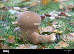 Attēlu rezultāti vaicājumam “Calvatia utriformis”