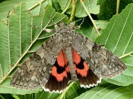 Attēlu rezultāti vaicājumam “Catocala nupta”